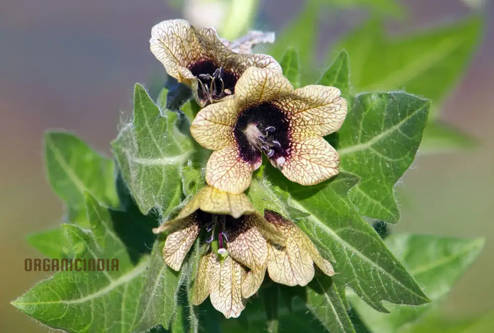 Hyoscyamus seeds with unique patterned blooms
