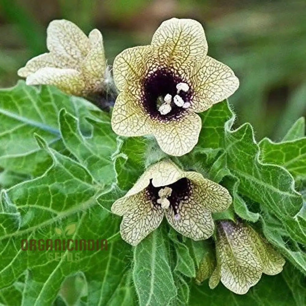 Hyoscyamus niger seeds for planting