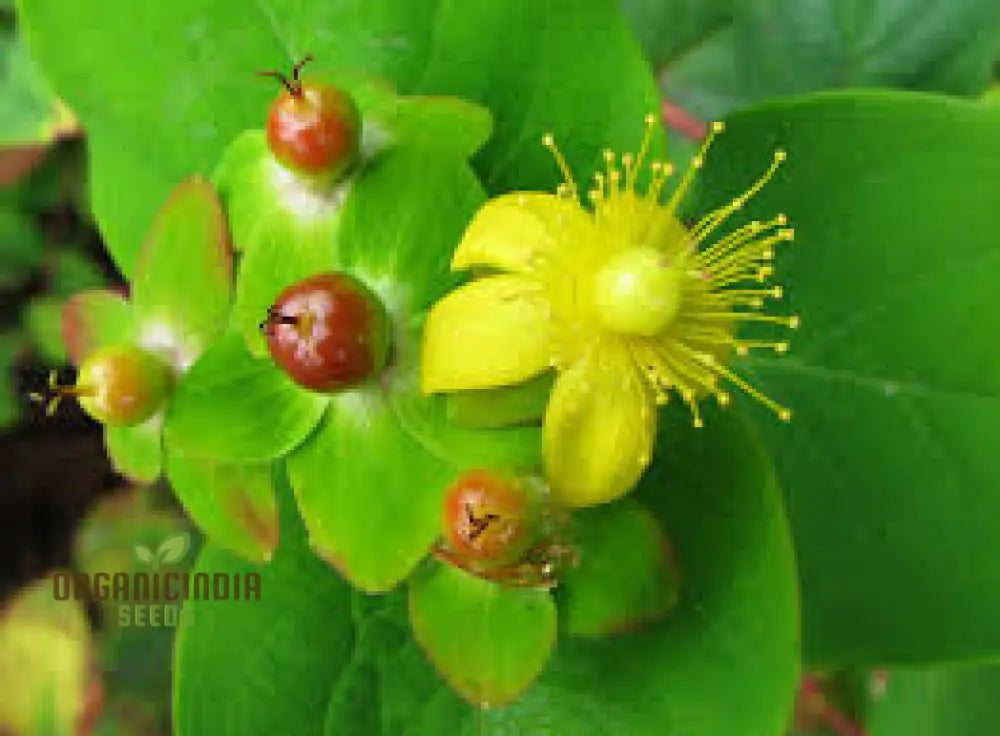 Hypericum Androsaemum Seeds - Enhance Your Garden With The Vibrant Beauty Of St. Johnâ€™s Wort A