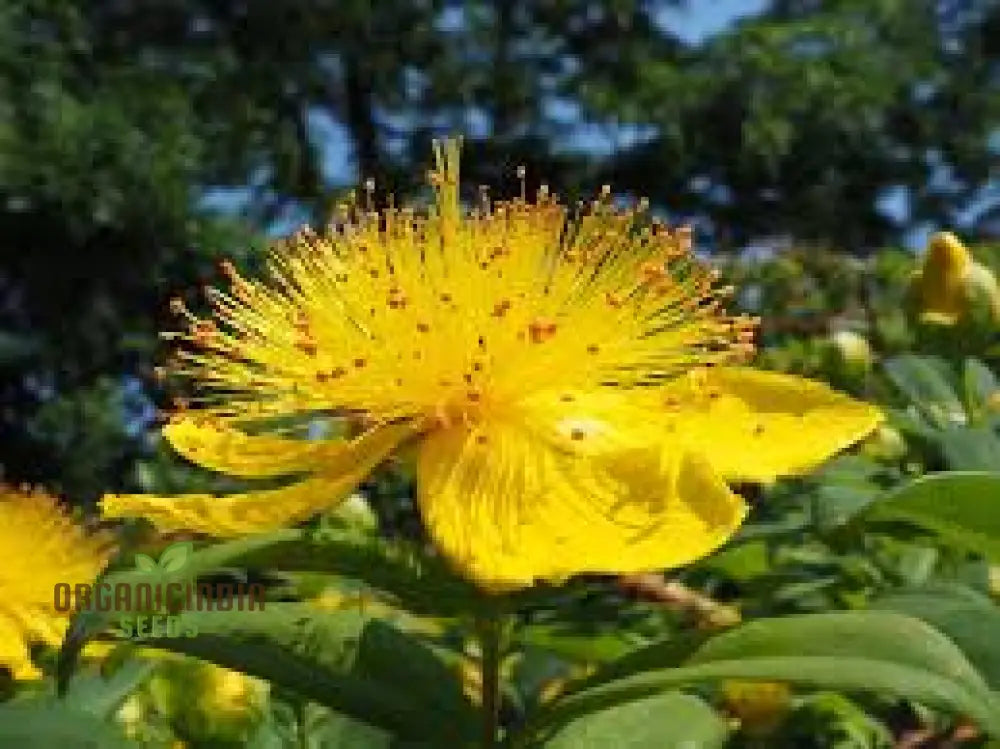 Hypericum calycinum seeds evergreen groundcover for gardens