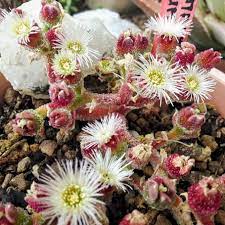Ice Plant Mesembryanthemum Crystalline Seeds for Drought-Tolerant Gardens
