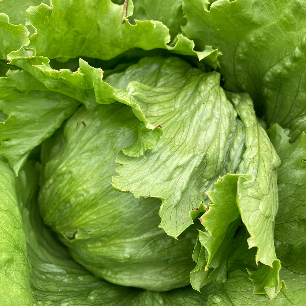 Harvested Iceberg Lettuce from Seeds, High-Yield Garden Leaves