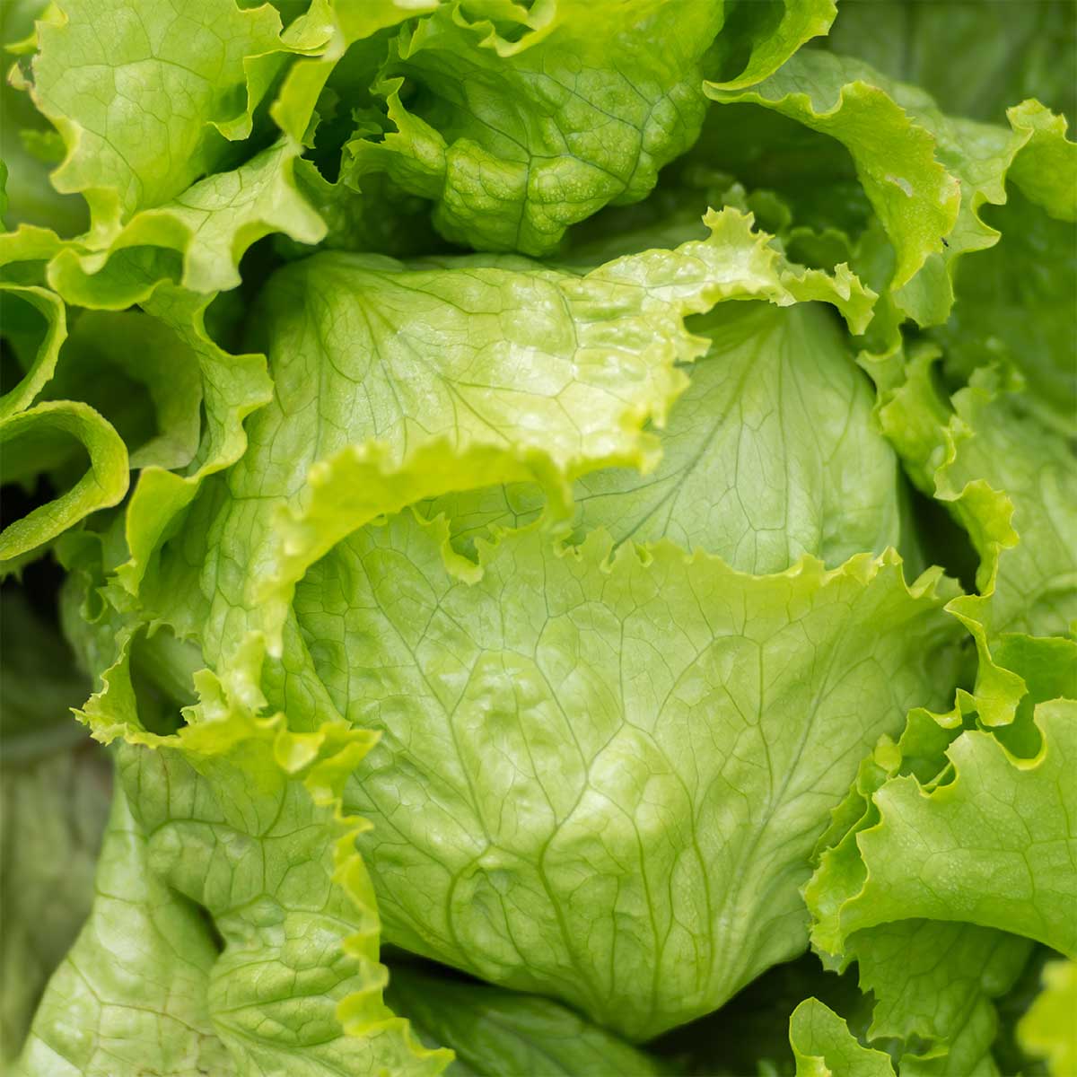 Iceberg Lettuce Seedling from Seeds, Easy-to-Grow Garden Lettuce