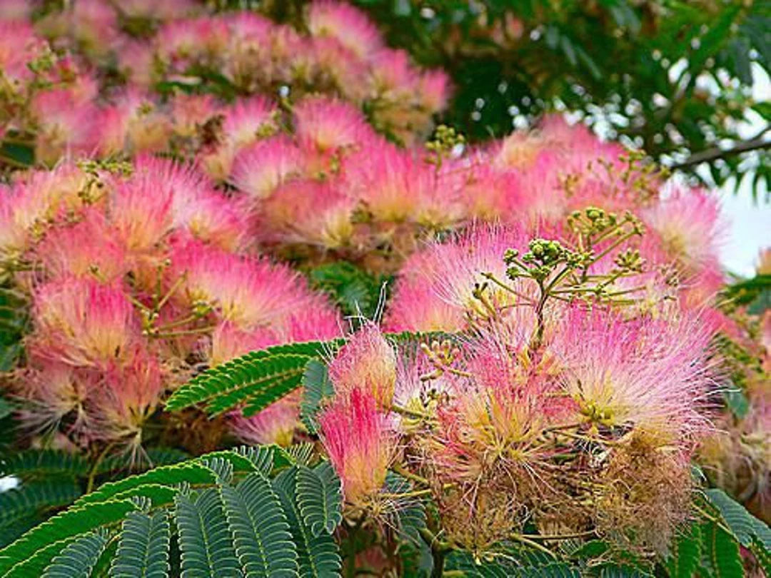 Graines d'arbre mimosa en soie rose - 10 pièces