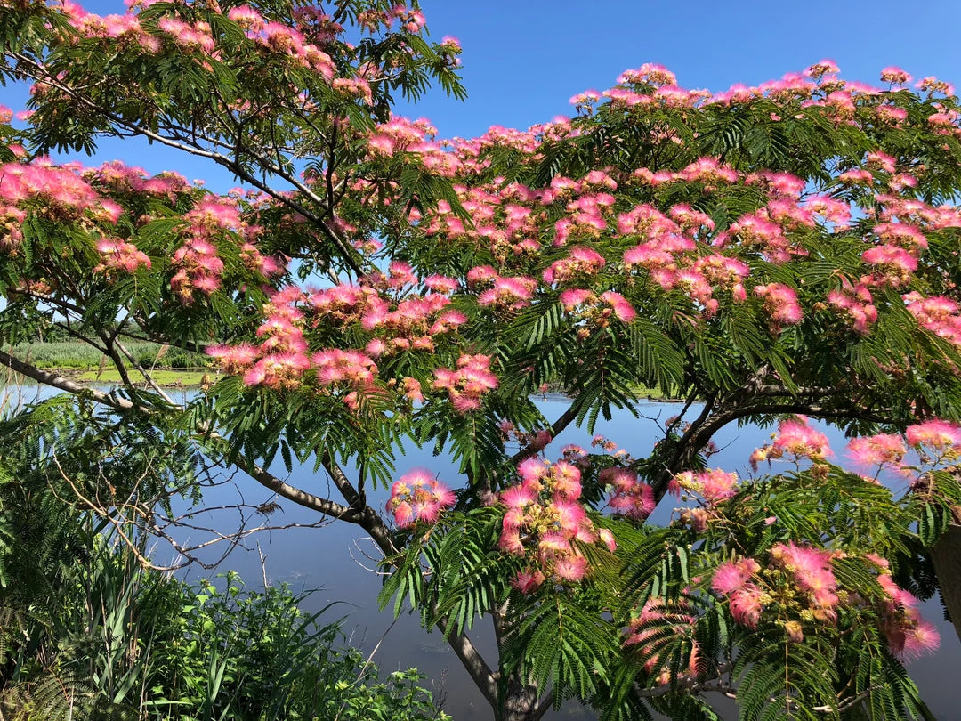 Graines d'arbre mimosa en soie rose - 10 pièces