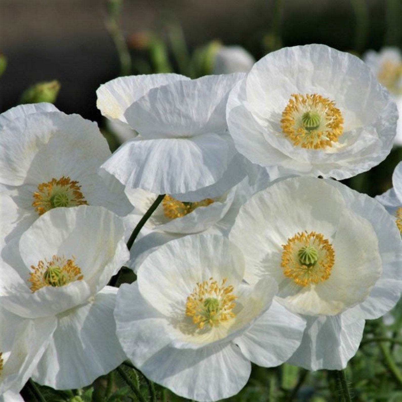 Graines de fleurs de Romneya Coulteri à planter, cultiver de superbes pavots blancs pour votre jardin