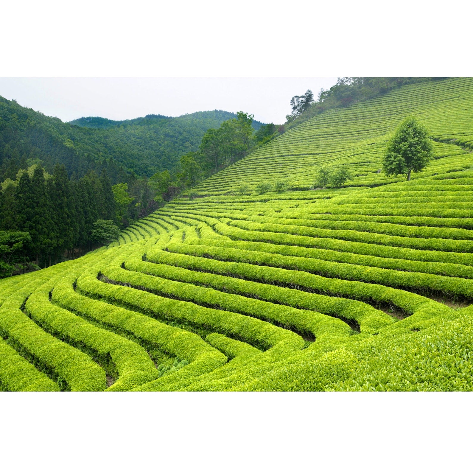 Green Tea Plant Seeds  Camellia Sinensis  Tea Plant, Tea Tree  Seeds for Growing Your Own Tea