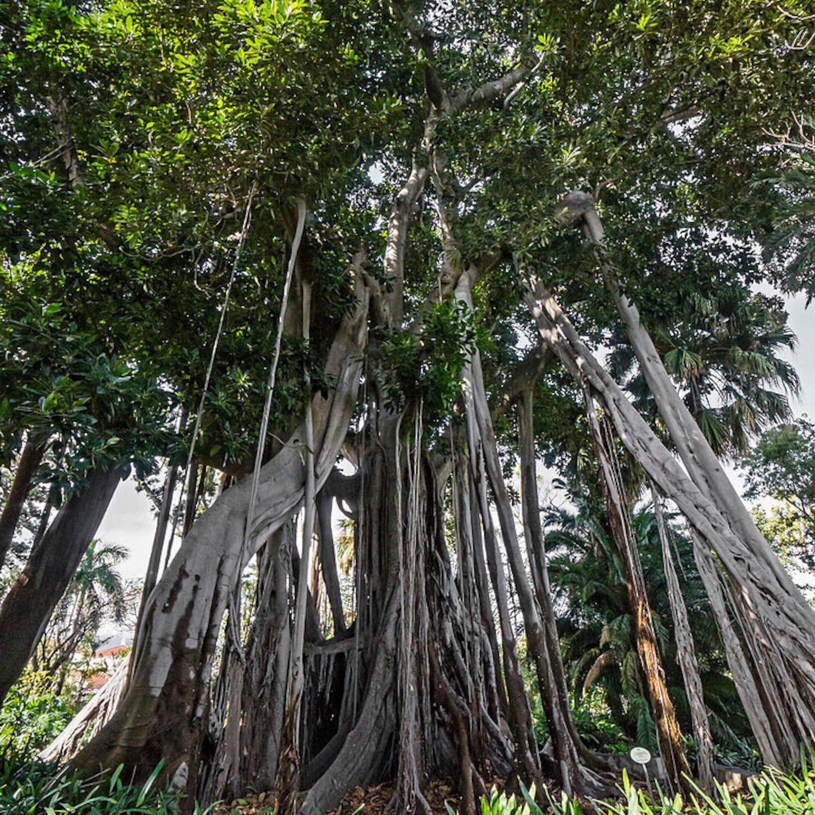 20 graines - Graines de figuier de la baie de Moreton - Ficus Macrophylla - À cultiver en intérieur et en extérieur - Graines rares pour les amateurs de jardinage