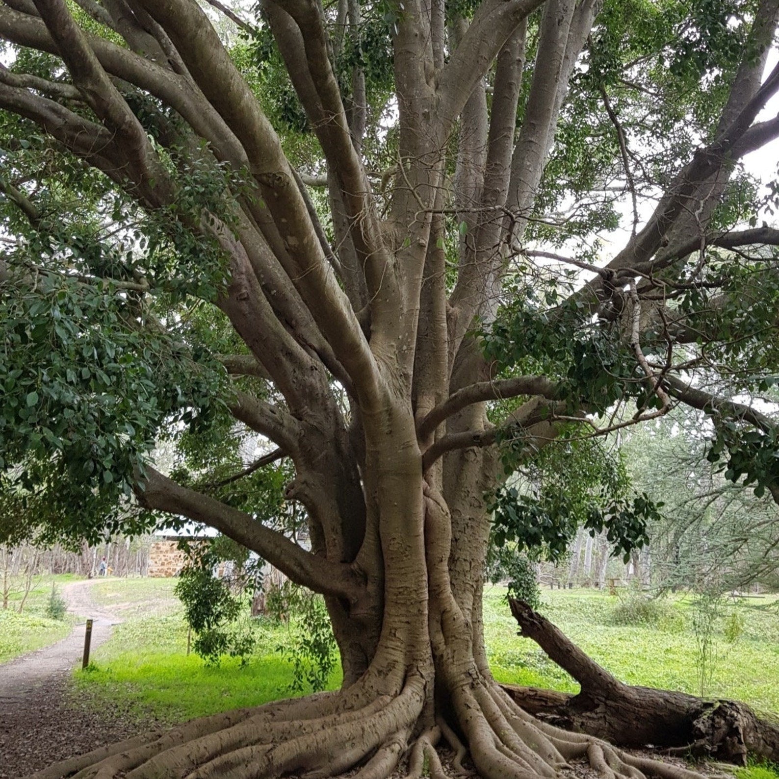 20 graines - Graines de figuier de la baie de Moreton - Ficus Macrophylla - À cultiver en intérieur et en extérieur - Graines rares pour les amateurs de jardinage