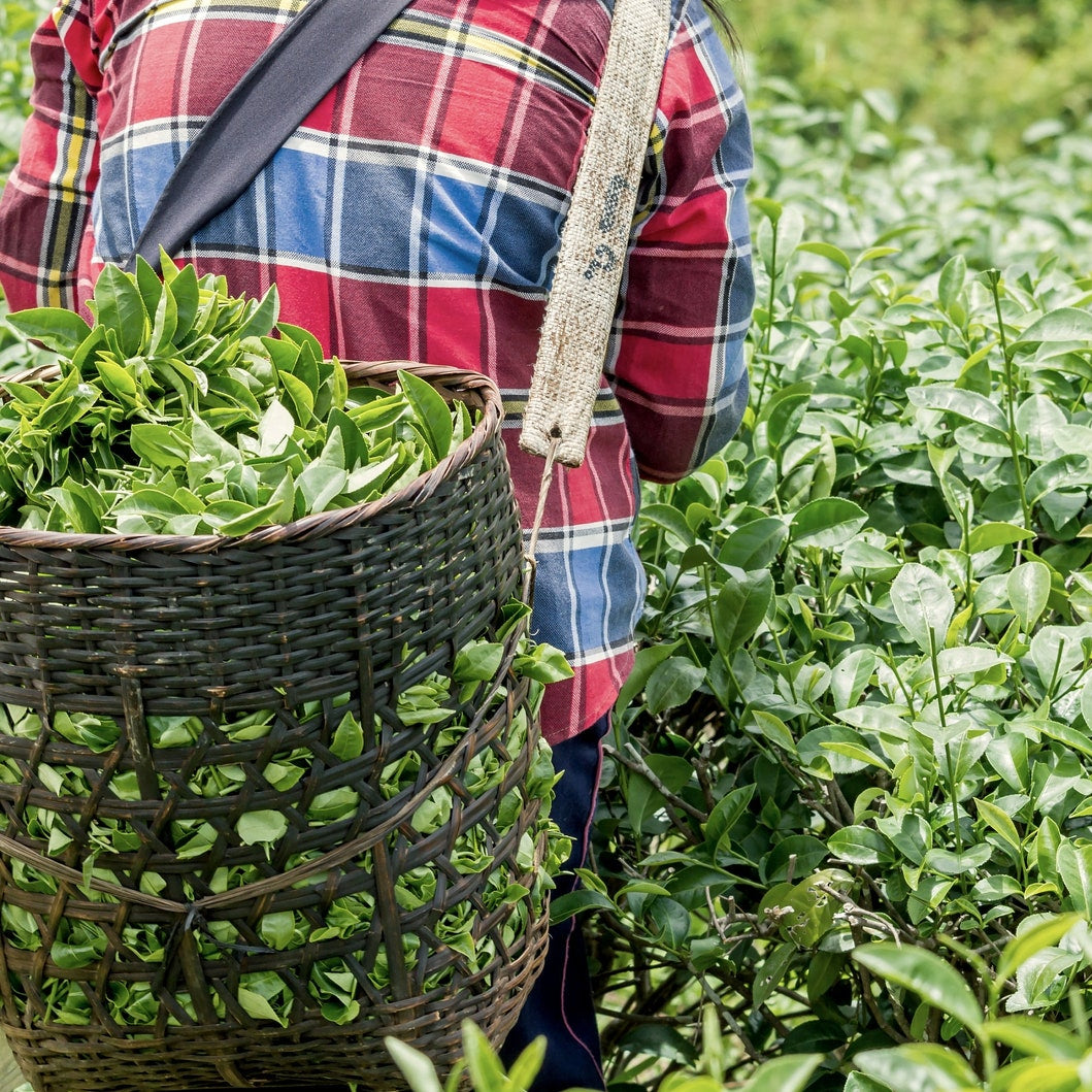Green Tea Plant Seeds  Camellia Sinensis  Tea Plant, Tea Tree  Seeds for Growing Your Own Tea