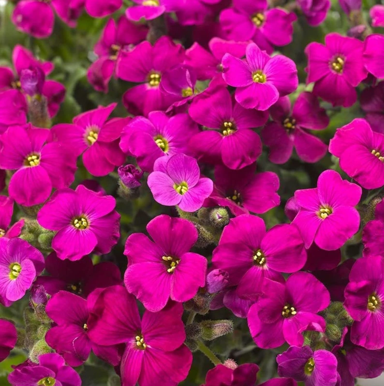 Aubrieta Rock Cascade Flower Seeds Dark Pink Dark Pink Aubrieta Rock Cascade for Planting