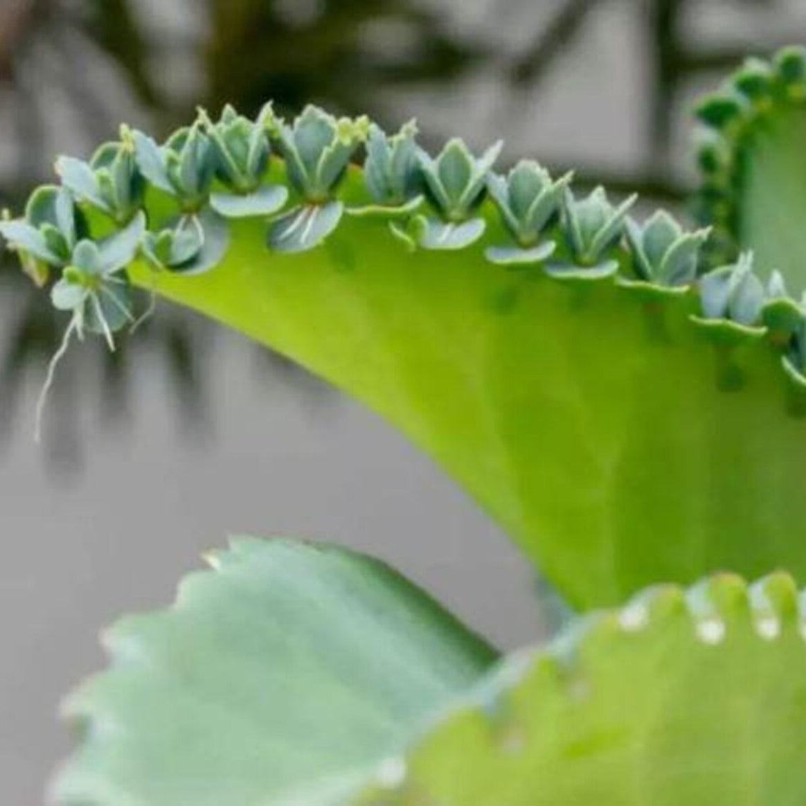 Bryophyllum Pinnatum Seeds, Kalanchoe Pinnata Seeds, Air plant Seeds, Miracle Leaf seeds, Mother of Thousands Seeds