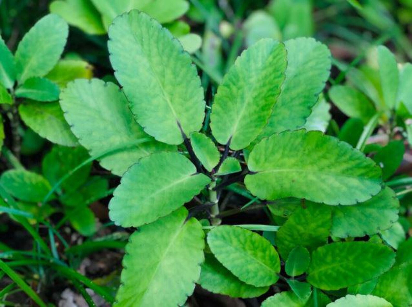 Bryophyllum Pinnatum Seeds, Kalanchoe Pinnata Seeds, Air plant Seeds, Miracle Leaf seeds, Mother of Thousands Seeds