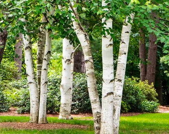 White Paper Birch Tree Seeds (Betula papyrifera) | Hardy, Fast-Growing Shade Tree for Landscapes | 50+ Seeds