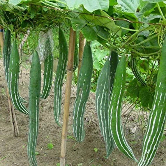 "BUAG NGU NAGA Snake Serpent Gourd Seeds for Planting - 100 pcs" - Vegetable Seeds