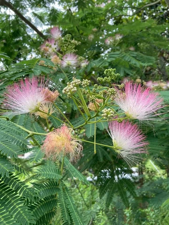 Graines d'arbre mimosa en soie rose - 10 pièces