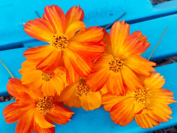 Yellow & Orange Cosmos Flower Seeds , Vibrant Blooms for Your Garden