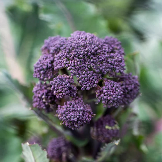 Early Purple Broccoli Seeds for Planting â€“ 100 pcs - Vegetable Seeds