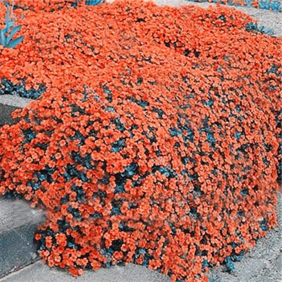 Orange Creeping Thyme Seeds  Non GMO, Perennial, Fragrant And Low Maintenance Herb Seeds for Home Garden