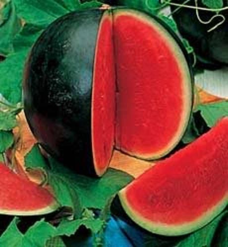 Sugar Baby Watermelon Fruit Seeds