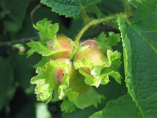 American Hazelnut Fruit Seeds