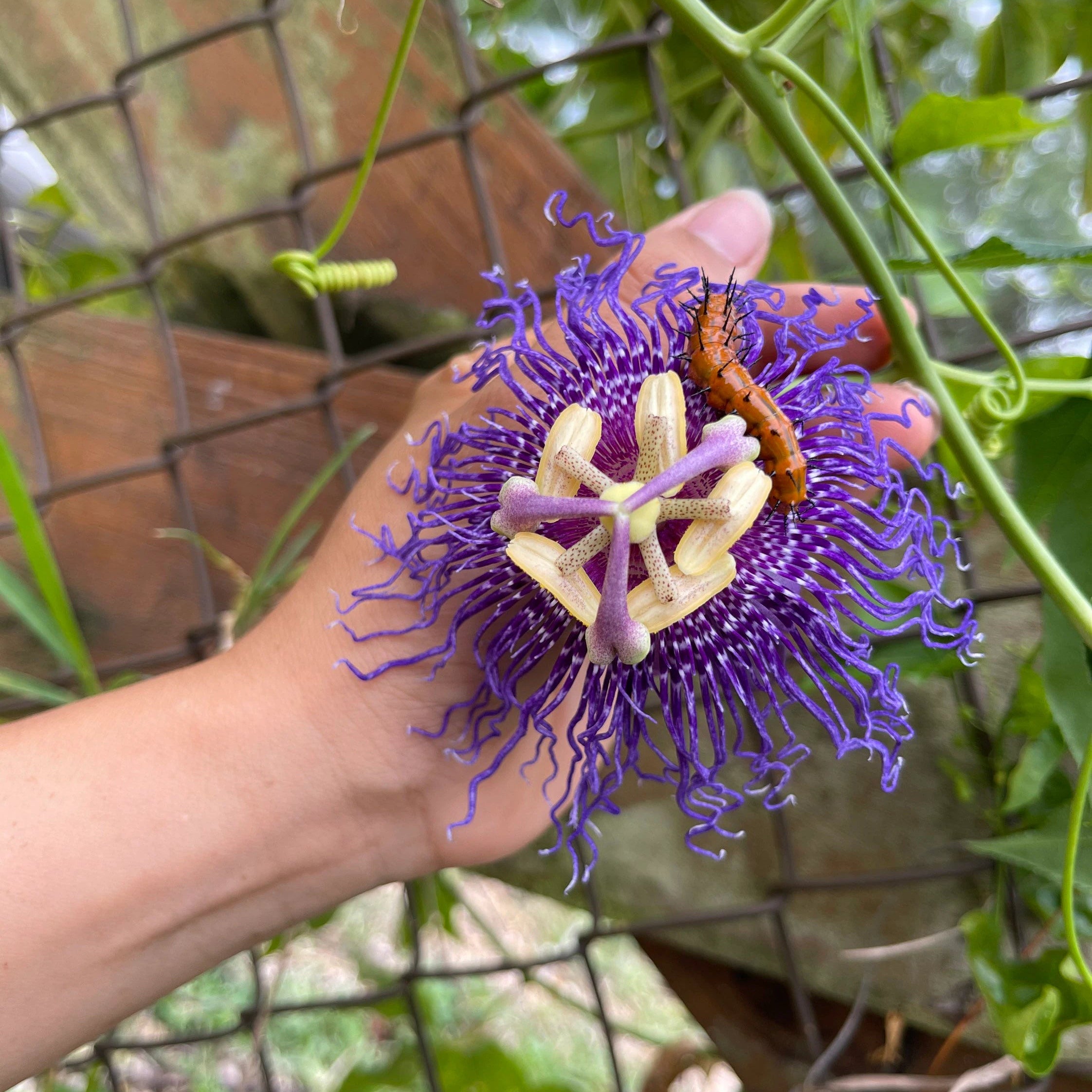 Graines de Passiflora Incarnata - Fleur de la Passion pourpre/Maypop, vigne vivace à croissance rapide, résistante à l'hiver - 200 pièces