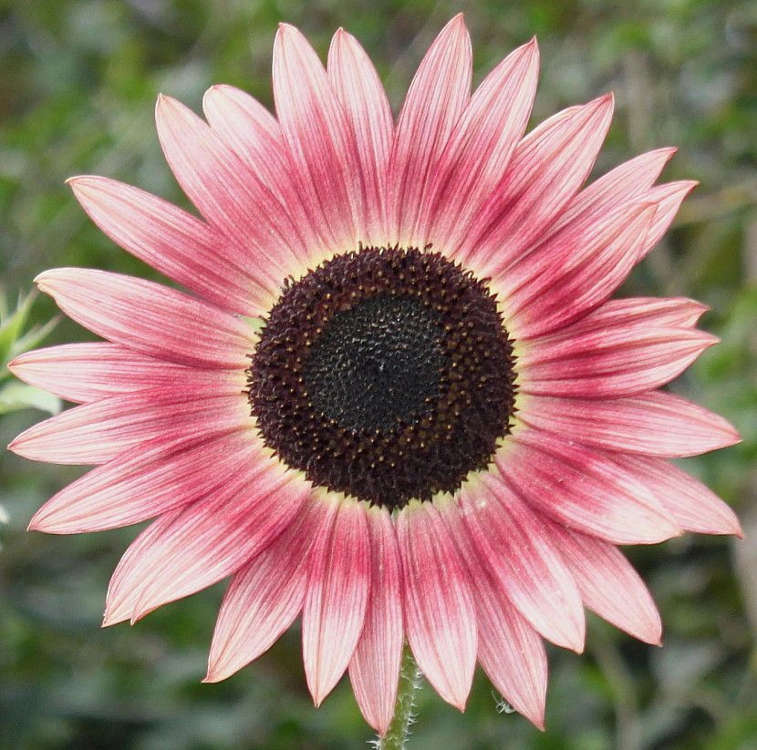 Pink Sunflower Seeds – Unique Soft Pink Blooms for Gardens & Cut Flowers