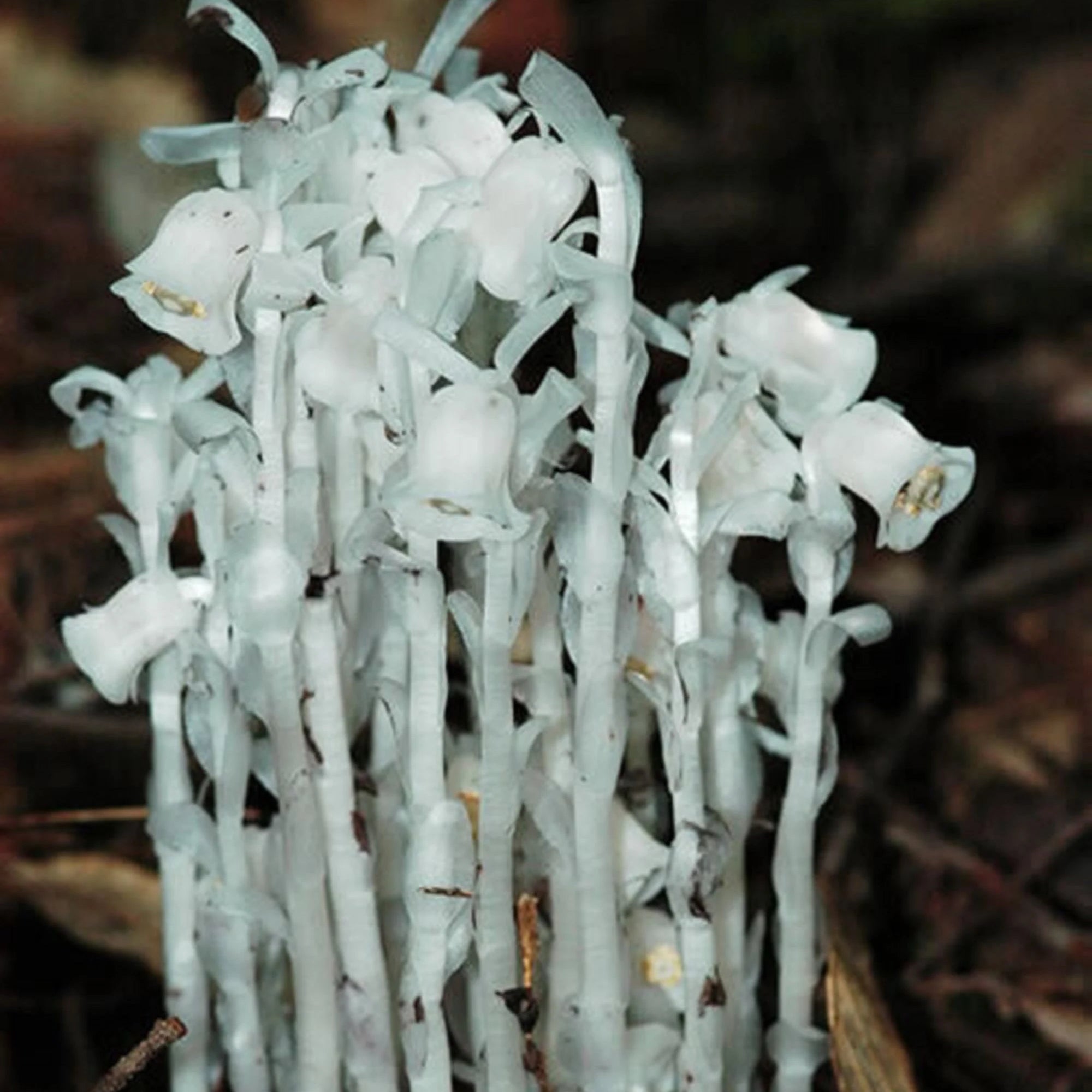 Semi di Monotropa Uniflora - Coltiva il Enigmatico Fiore Indian Pipe nel Tuo Giardino