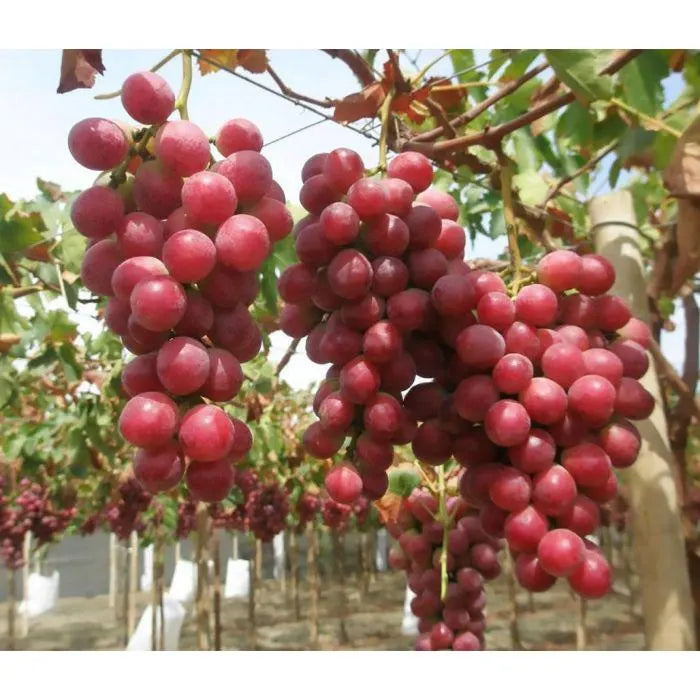 Wine Grape (Vitis vinifera) – Domestic Mixed Colors Fruit Vine Seeds