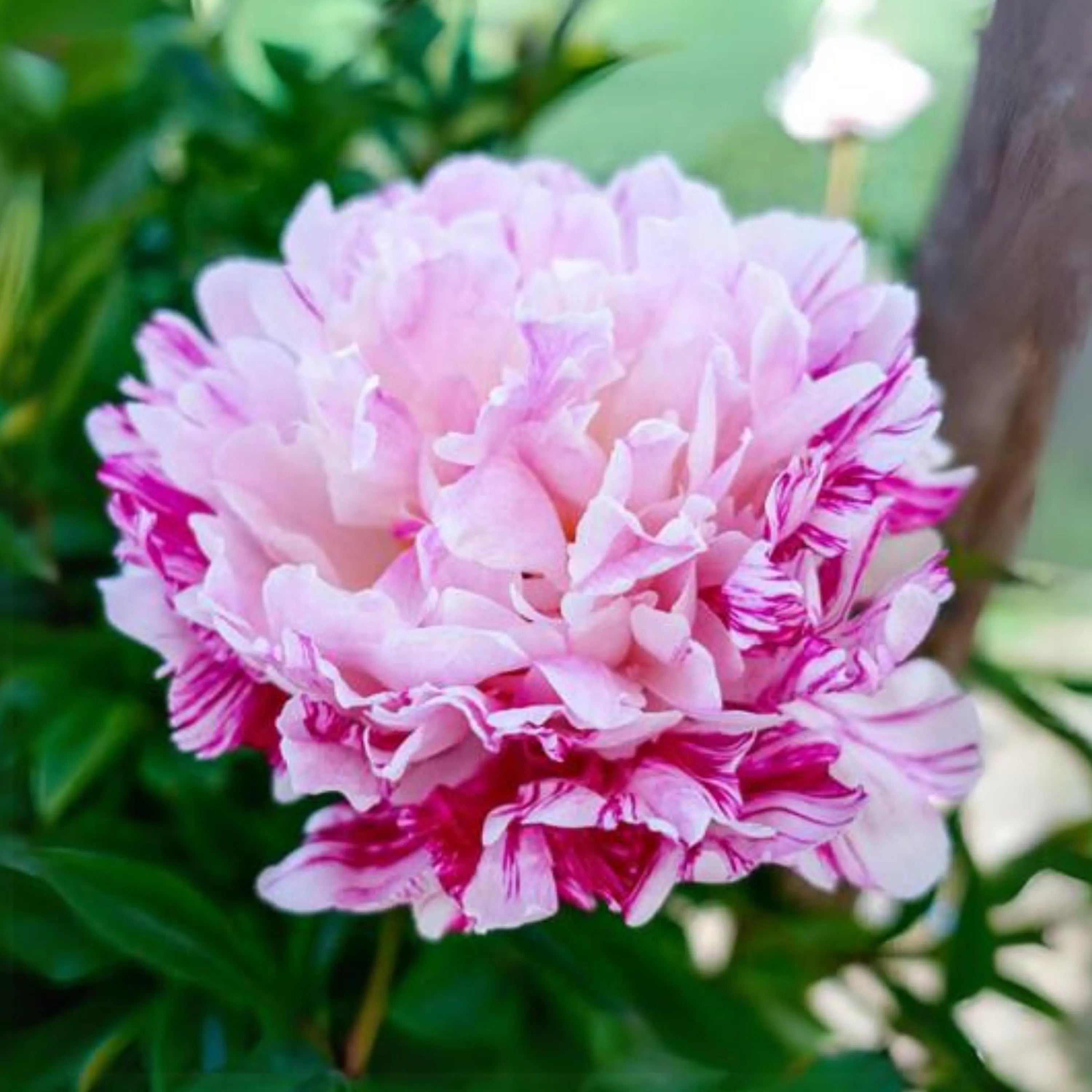 Viele Erbstück-Pfingstrosensamen - Candy Stripe Paeonia Lactiflora Blumensamen zum Anpflanzen