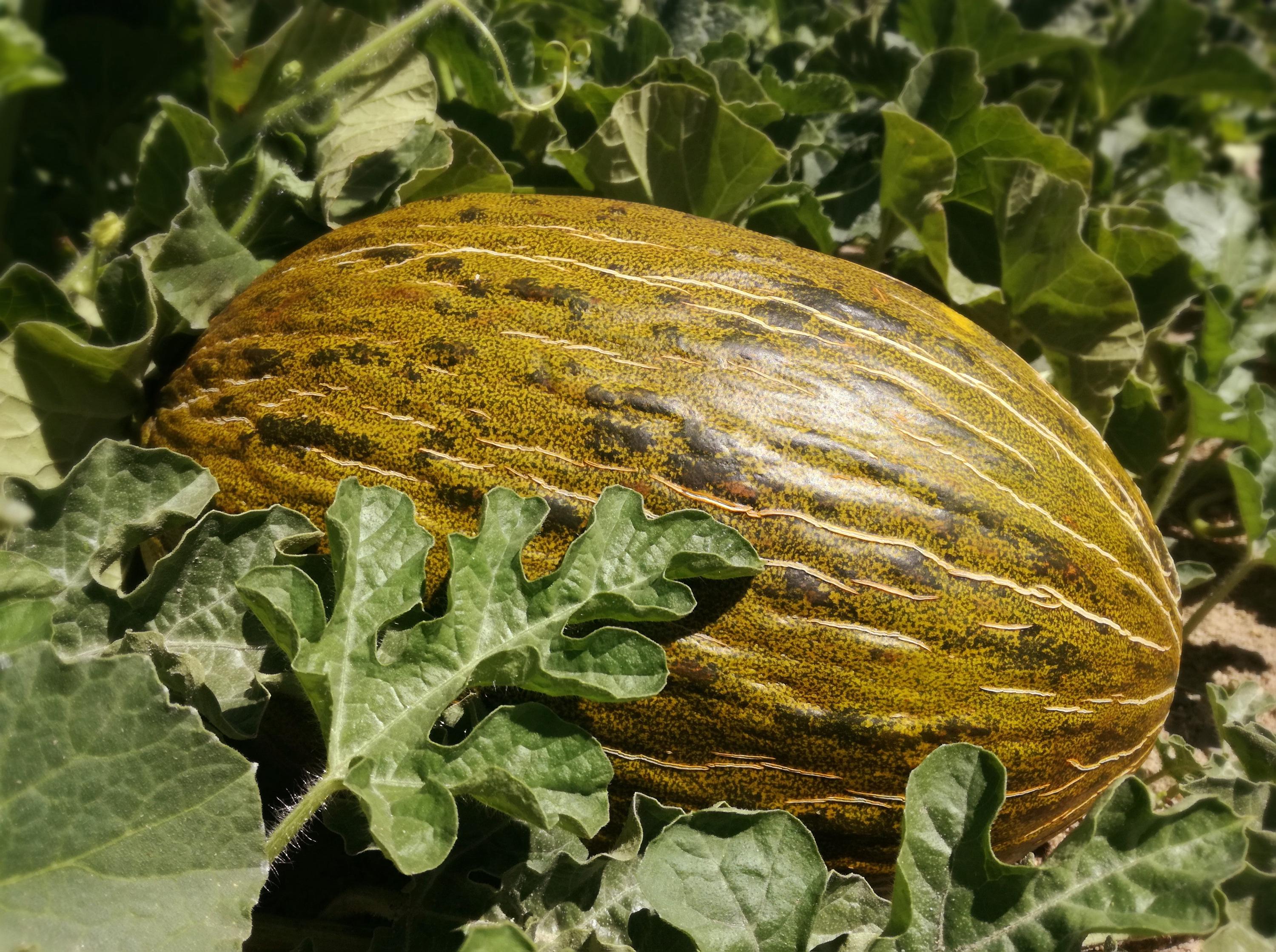 Piel de Sapo Melon (Santa Claus / Christmas Melon) – Green Yellow Fruit Seeds