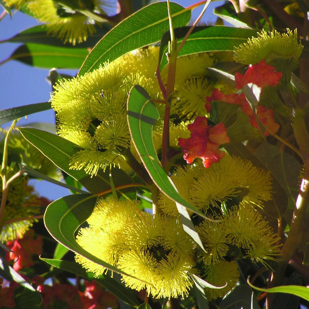 Illyarrie Red Cap Gum seeds for planting