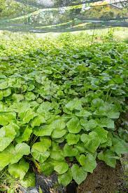 Kanadischer Wildingwer Samen | Asarum Canadense | Mehrjährige Kräutersamen mit attraktivem Laub | Niedrig wachsender Bodendecker für Gärten | Bepflanzung im Freien | 25 Stück