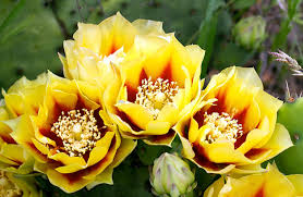 Graines de Opuntia macrorhiza jaunes – Cactus poire épineuse rustique pour plantation en jardin