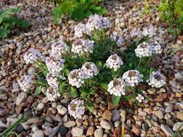 Aethionema Saxatile Seeds – Premium Rock Cress Variety for Charming Garden Beauty