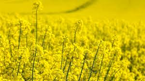 Semi di fiore di colza – fioriture giallo brillante per giardini domestici e paesaggistica