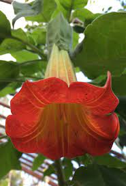 Semillas de Trompeta de Ángel Rojo – Variedad Brugmansia Sanguinea para Exhibiciones Vibrantes en el Jardín