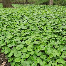 Kanadischer Wildingwer Samen | Asarum Canadense | Mehrjährige Kräutersamen mit attraktivem Laub | Niedrig wachsender Bodendecker für Gärten | Bepflanzung im Freien | 25 Stück