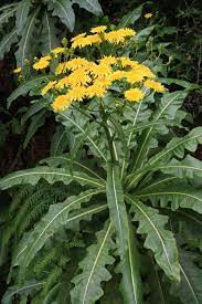 Sonchus Fruticosus Seeds (Madeiran Tree Daisy Seeds) - Hardy Perennial for Home Gardens