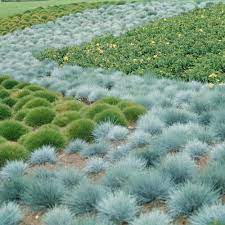 Blauschwingel-Ziergrassamen – Festuca mehrjährig, trockenheitsresistent, Sonne oder Schatten – über 50 Stück