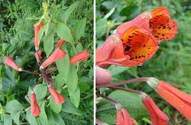 Semillas de Campsis Radicans – Variedad vibrante de vid trompeta para jardines trepadores resistentes