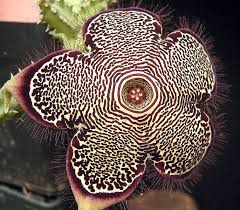 Edithcolea Grandis Seeds â€“ Persian Carpet Flower for Unique Planting - Flower Seeds