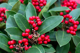 Possumhaw Holly (Ilex decidua) – Deciduous Holly with Stunning Winter Berries