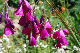 Dierama Pulcherrimum 'Strawberry Ice Cream' Semillas – Flores Elegantes para Jardín