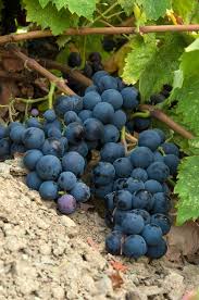 Concord Grape Seeds (Heavy Fruiting Seeds) - 30