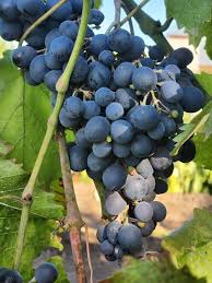Concord Grape Seeds (Heavy Fruiting Seeds) - 30