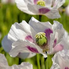 Elka White Poppy Seeds – Premium Garden Bloom Variety for Elegant Planting