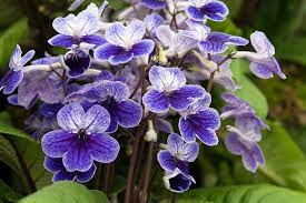 Semi di Streptocarpus – Varietà Premium Fioritura per Giardini Interni ed Esterni Vibranti