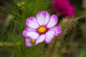 Pink & White Cosmos Flower Seeds ,Beautiful Bicolor Blooms for Gardens