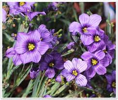 Sisyrinchium Seeds (Sisyrinchium Idahoense Seeds) - Hardy Perennial with Charming Blue Flowers